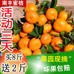 應(yīng)季蜜桔正當(dāng)時(shí) 從薄皮小紅蜜到經(jīng)典沙糖桔，新鮮水果批發(fā)指南